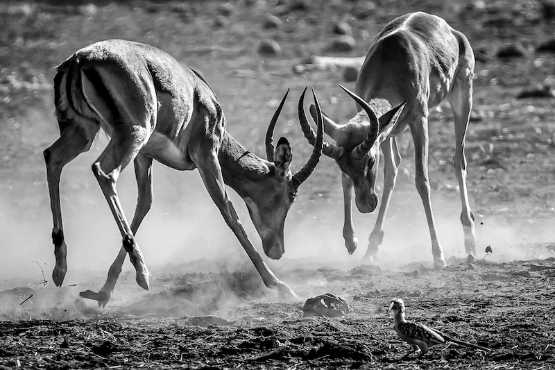 Derrick Smit Impala duel BW