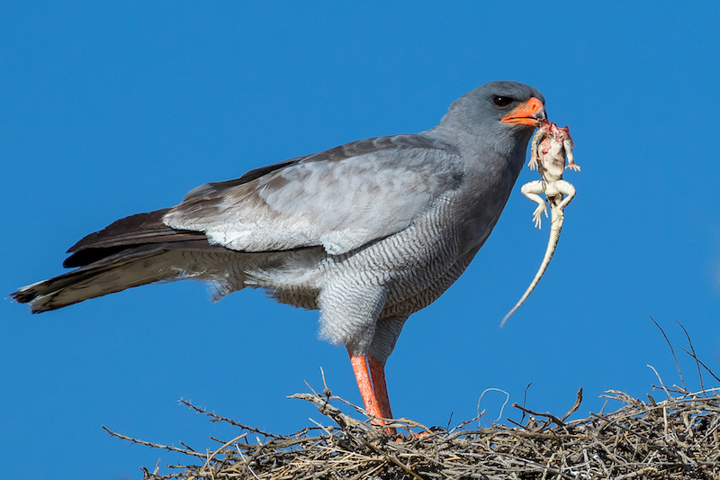 Derrick Smit Pale chanting goshawk breakfast