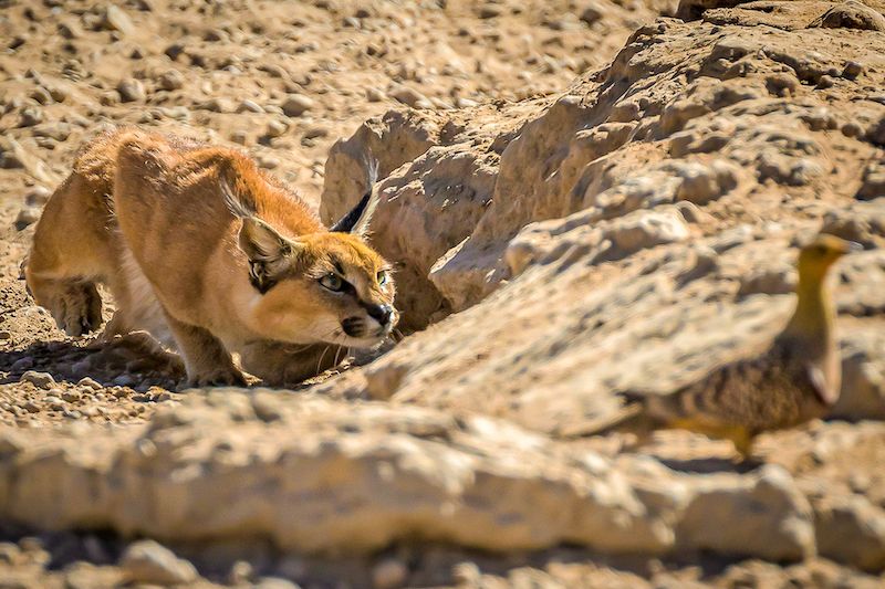 Derrick Smit Stalking caracal