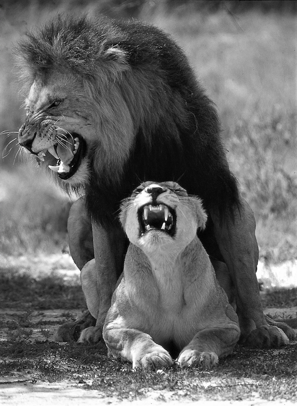 Derrick Smit Sweni lions BW