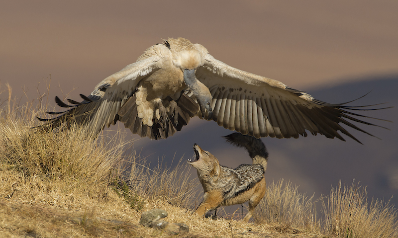 Dewald Tromp Agressive display