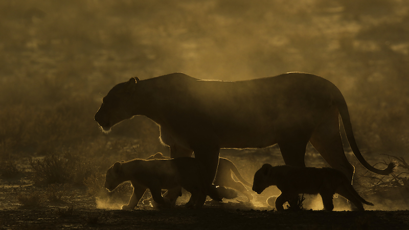 Francios van der Walt Backlit lion family