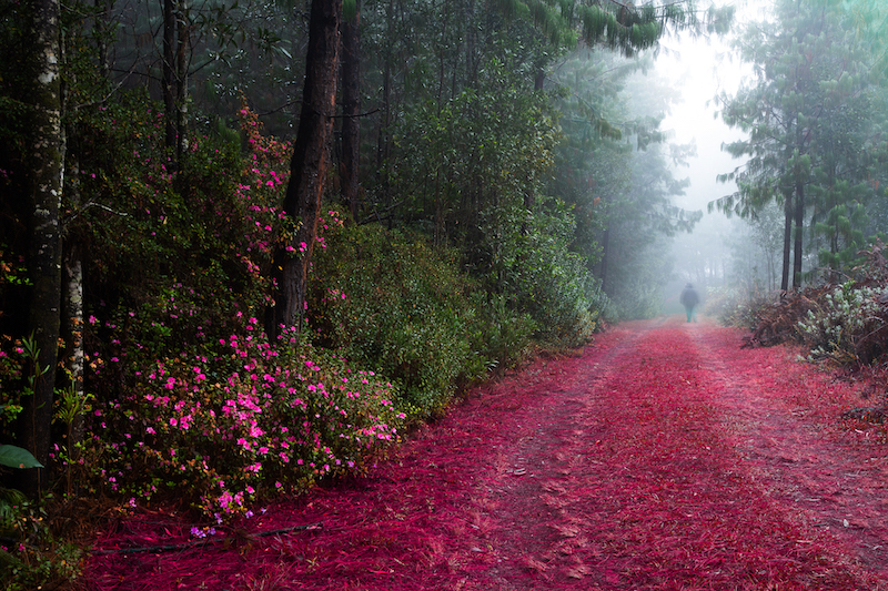 Francois Venter Blood Forrest