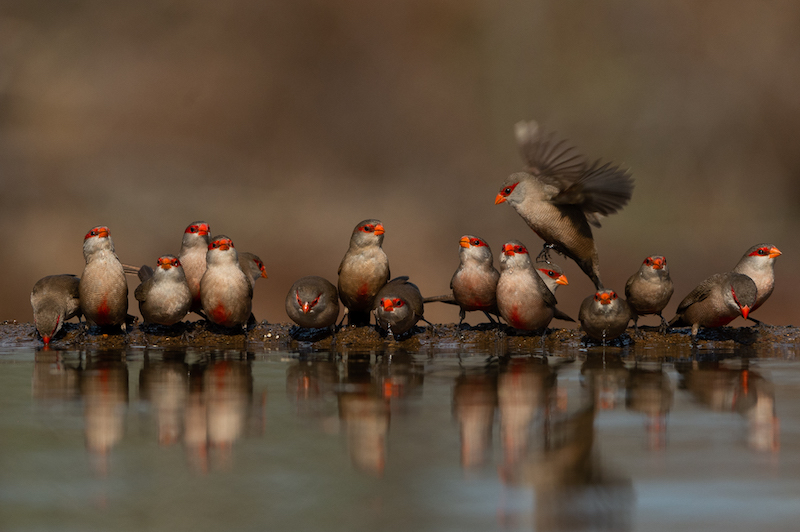 Francois Venter Quellas