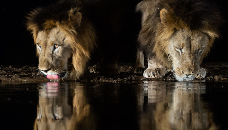 Francois Venter Twins