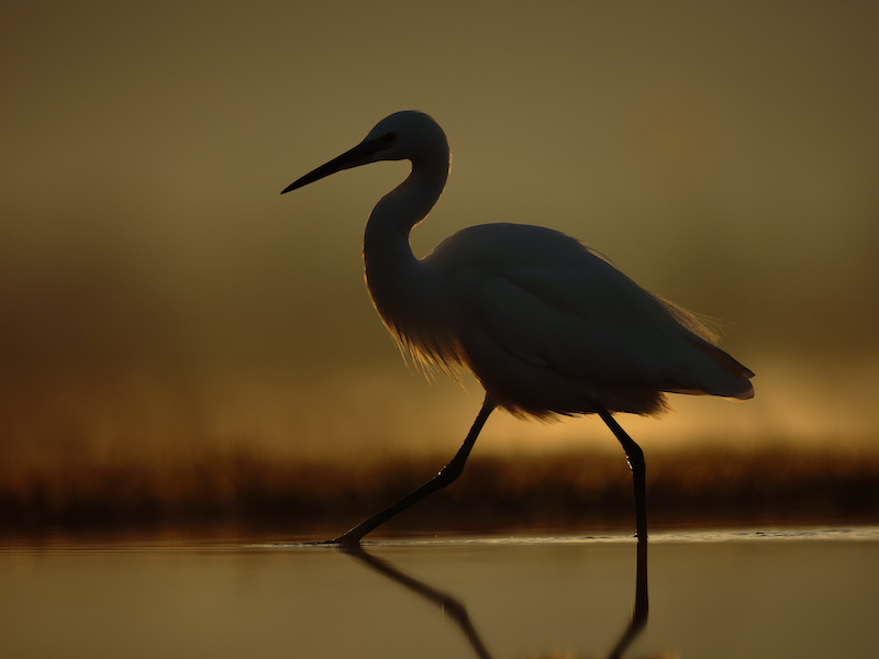 Francois van der Walt Backlit heron