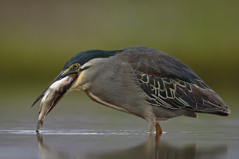 Francois van der Walt Big breakfast