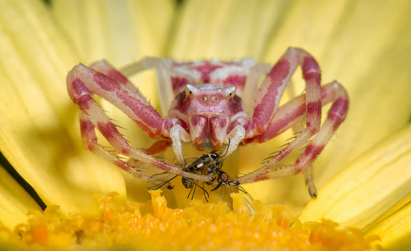 Haig Fourie Al my pote nodig.jpg