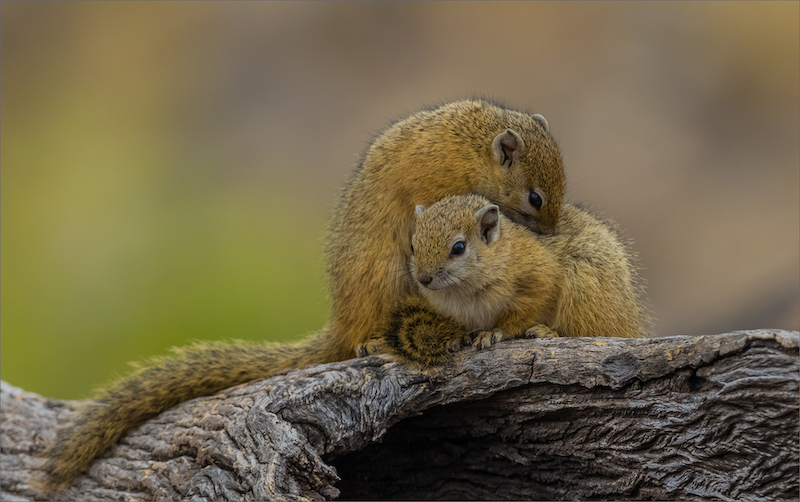 Hannes van den Berg Lets cuddle