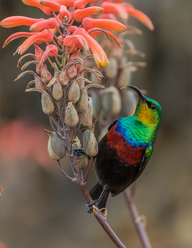 Hannes van den Berg Purple banded sunbird