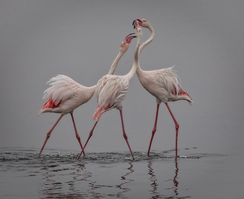 Heather Meintjes Flamingo Fight