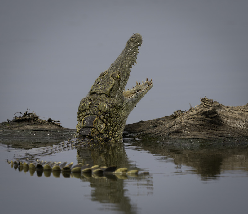 Heather Meintjes Toothy Yawn