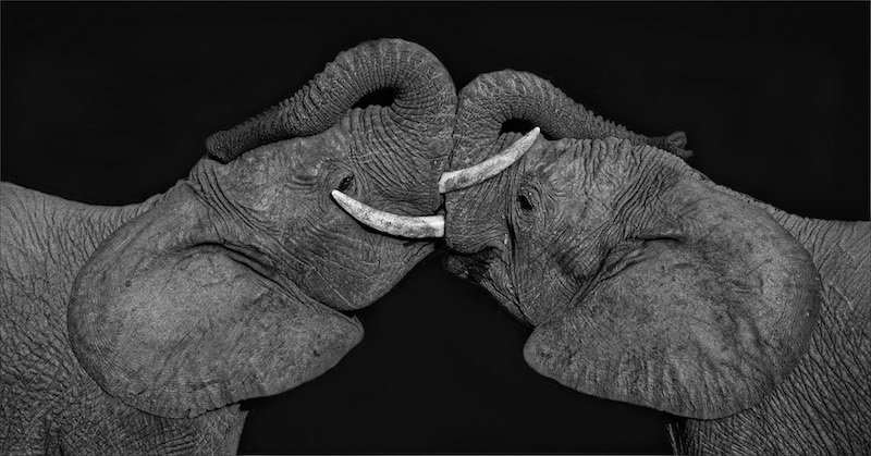 Heather Meintjes Trunks Up Mono