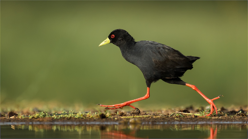 Herman van der Walt Runner