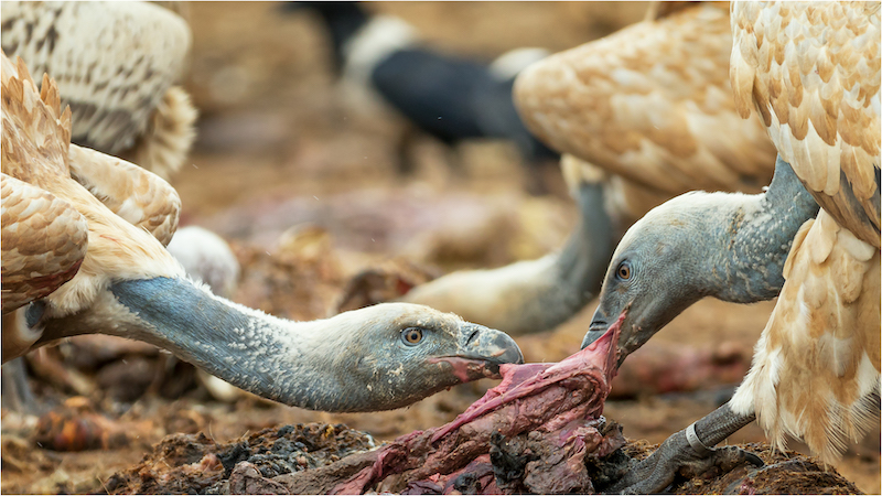 Herman van der Walt Tug of war