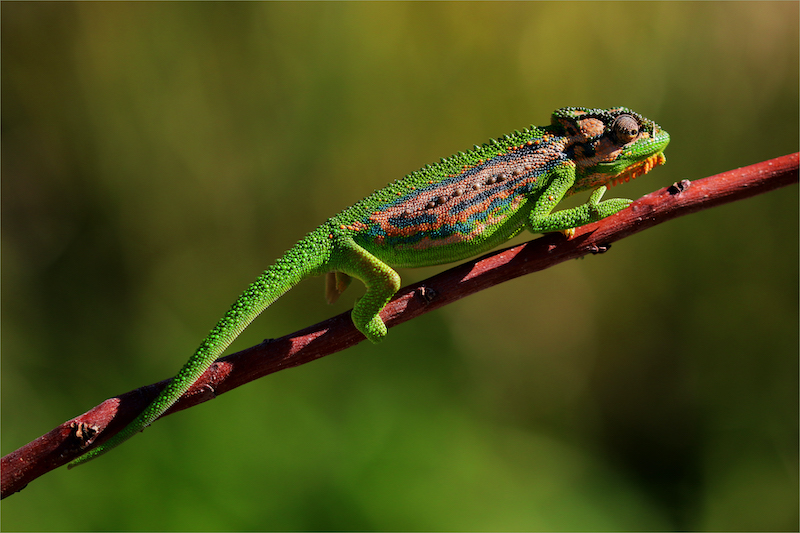 Louise De Lange Chameleon