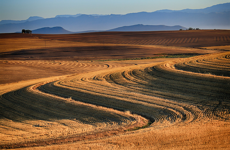 Louise De Lange Lines