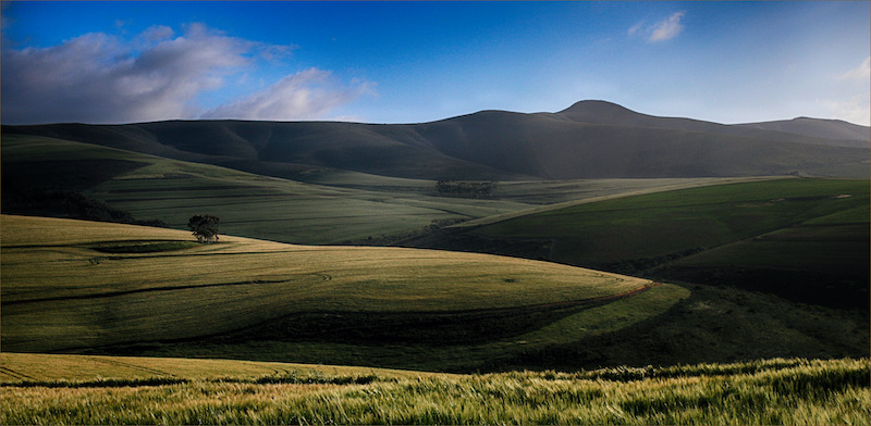 Louise De Lange Lonely tree