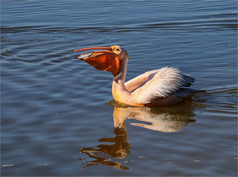 Louise De Lange Pelican with fish