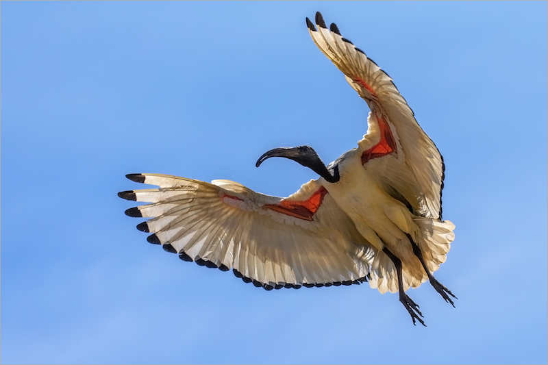 Neels Beyers Sacred Ibis overhead