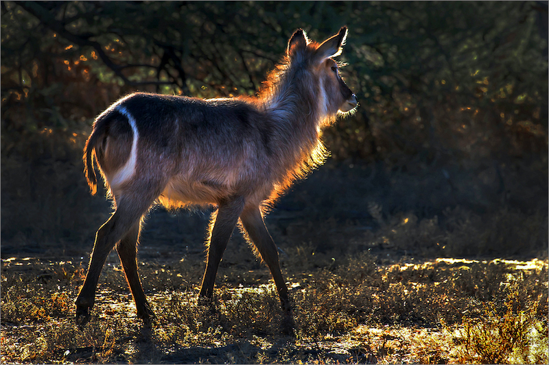 Neels Beyers Waterbuck