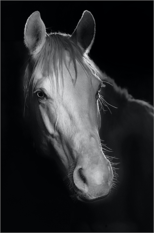 Phillip John De Lange Beauty Horse Portrait