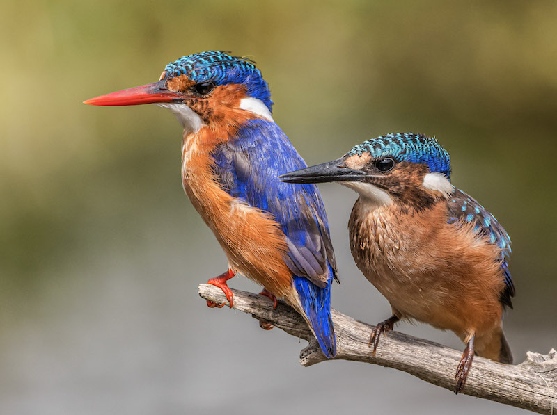 Pieter Swart Mother and Child