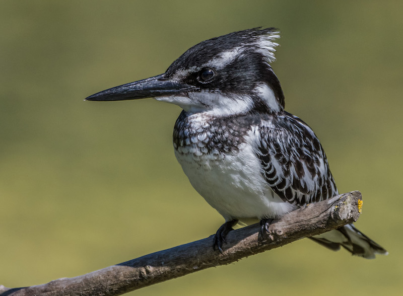 Pieter Swart Watchful