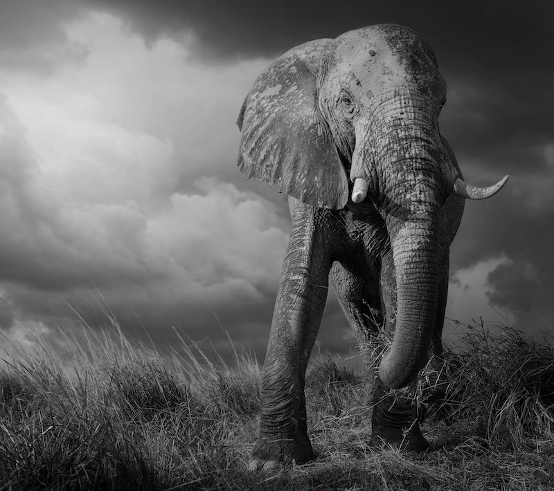 Russell James Chobe Elephant