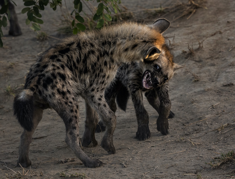 Russell James Hyaena cubs testing their strength