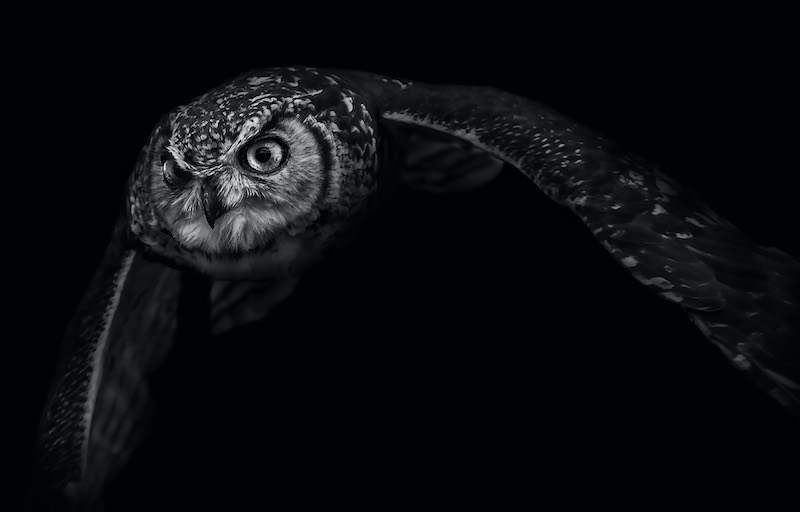 Russell James Preditor in the Dark