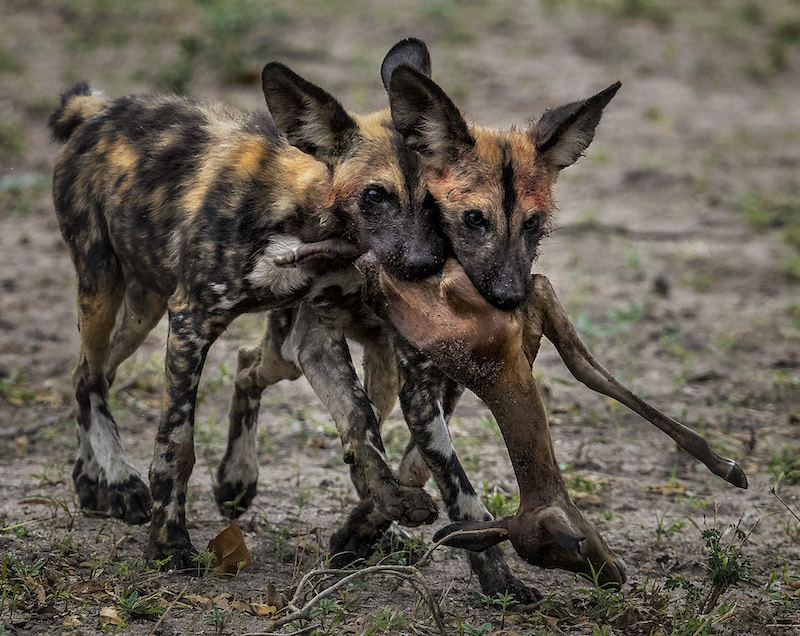 Russell James Wild Dogs Pups with kill