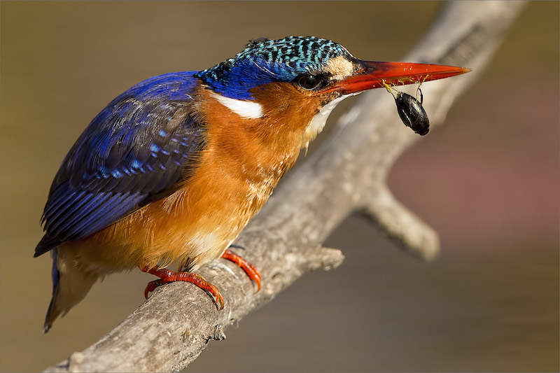 Simon Fletcher Breakfast Caught