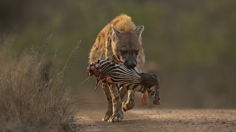 Willem Kruger Hyena Zebra tongue