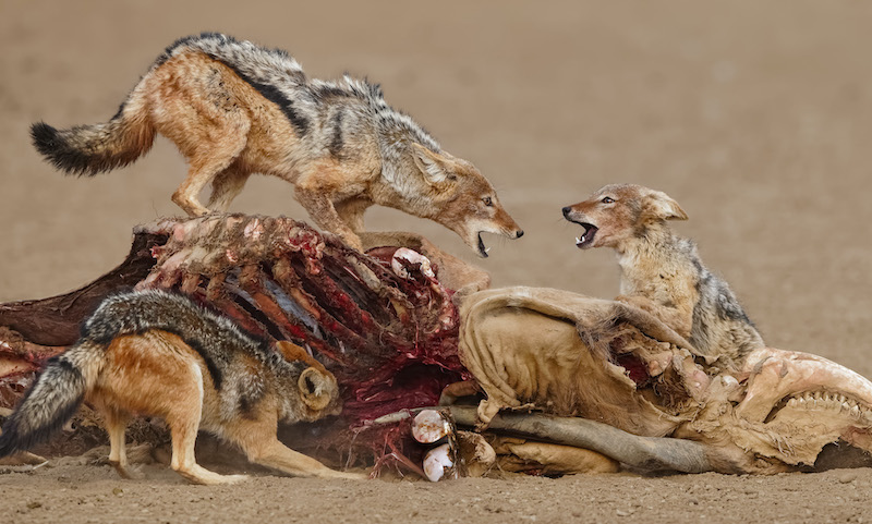 Willem Kruger Jackal king