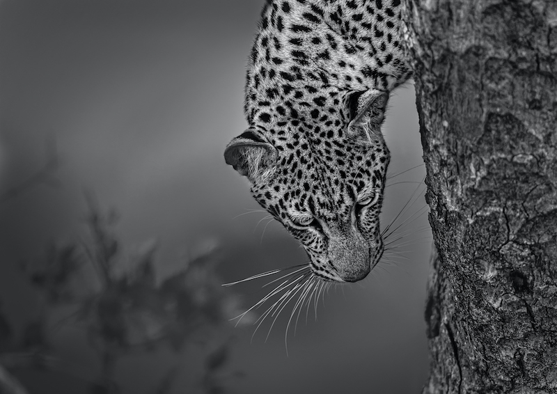 Willem Kruger Leopard head m