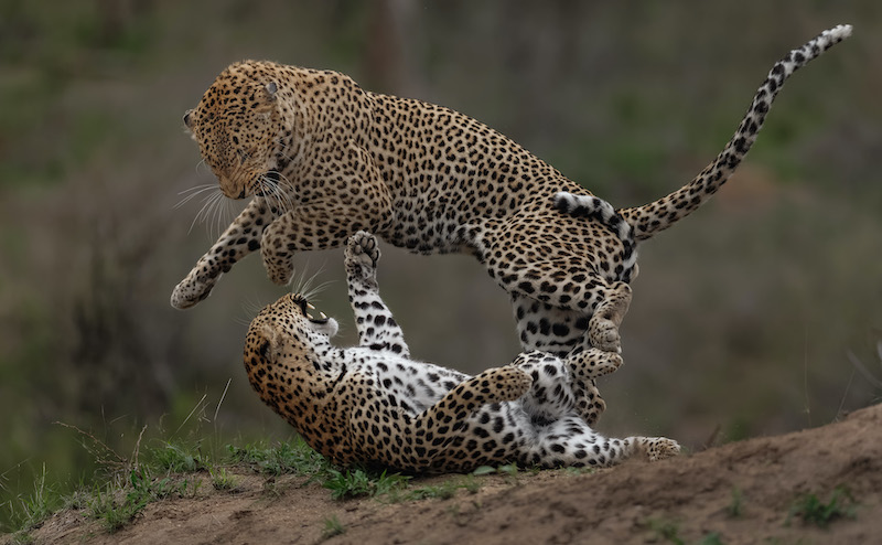 Willem Kruger Leopard jump mating