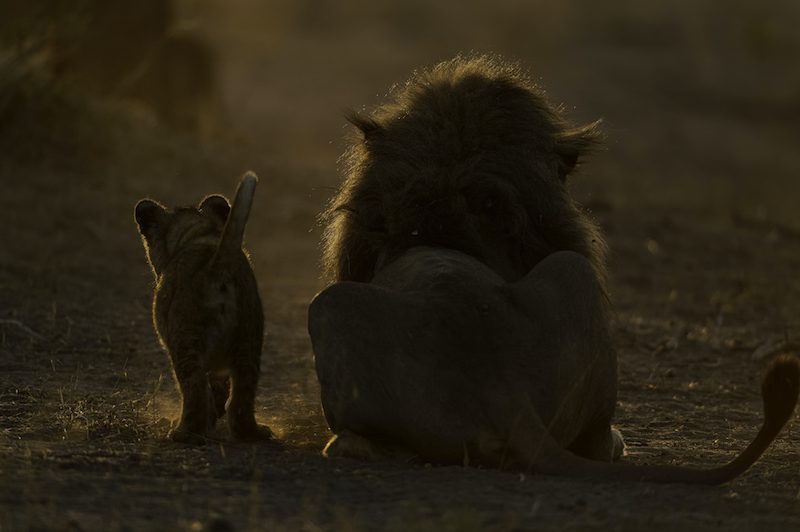 Willem Kruger Lion dad son