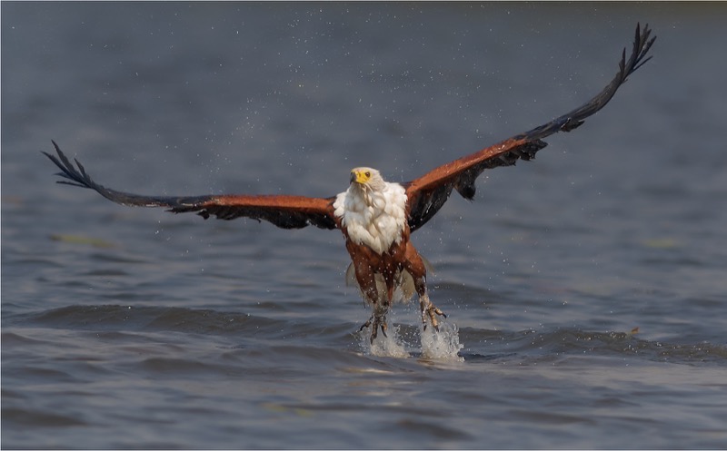 PSSA Bronze Medal - Nature Birds - Take-off 4223 - Willie Labuschagne - Magalies Foto Fun Club