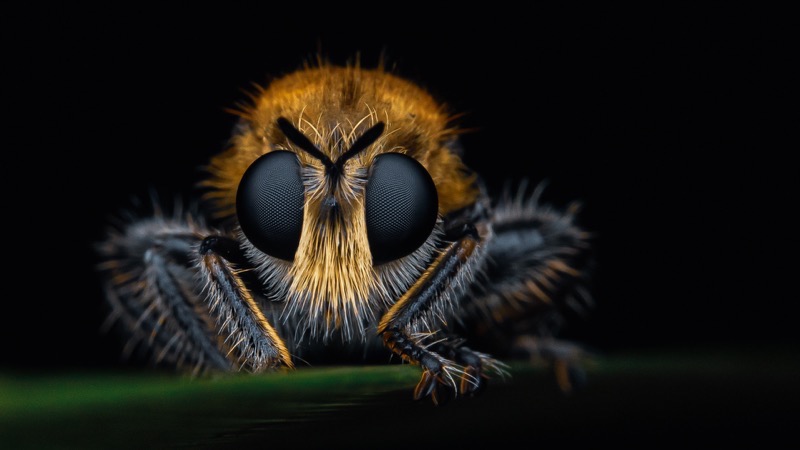 PSSA Bronze Medal - Nature Excl Birds - On Fire - Desire Pelser - Highway Camera Club