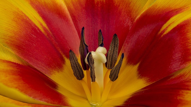 PSSA Bronze Medal - Open Colour - Tulip Macro - Bennie Vivier - Tygerberg Photographic Society