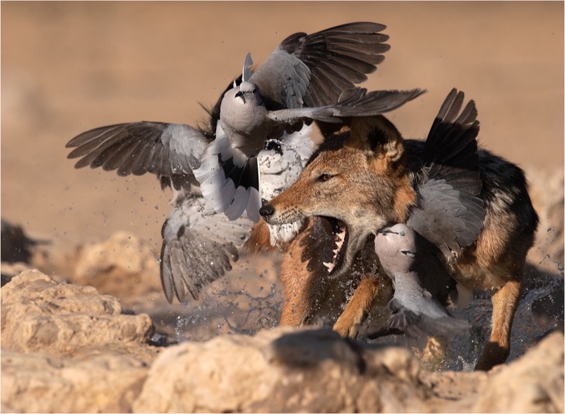 PSSA Silver Medal - Nature Excl Birds - Jackal trying for a meal - Renske Jordaan - Bloemfontein Camera Club