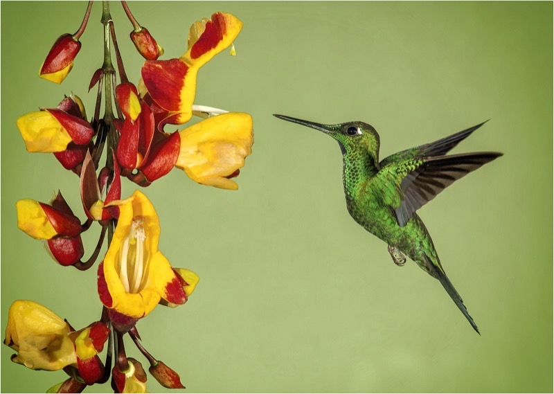 PSSA Sliver Medal - Nature Birds Colour - Green-Crowned Brilliant Hummingbird - Graig Morgan - West Rand Photographic Club