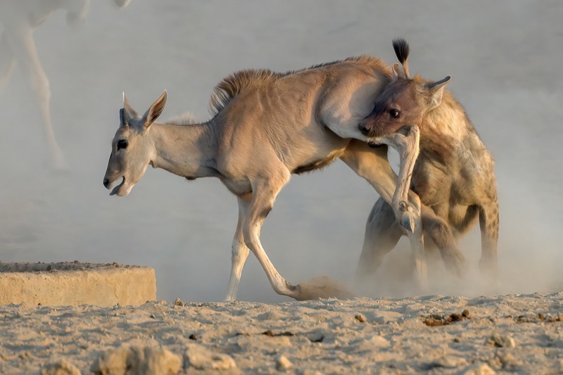 Best Image - PSSA Silver Medal - Wildlife - Colour - Hyena Kill Rooiputs - Christo Giliomee - Tafelberg  Fotografieklub
