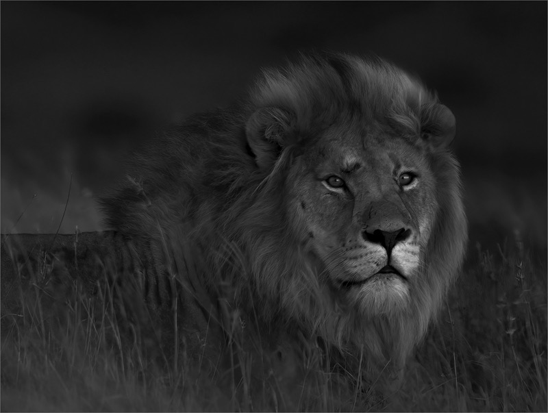 Runner Up - Krugersdorp Camera Club Silver Medal - Open - Monochrome - SYLVESTER - Gerrie Botha - Rustenburg Photographic Society