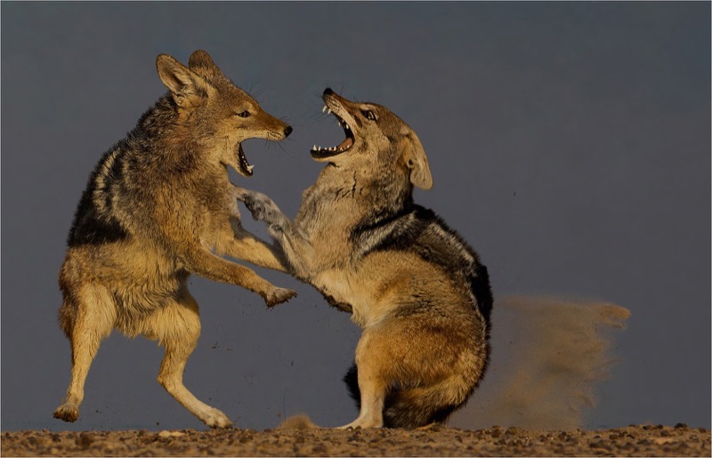 Runner Up - Krugersdorp Camera Club Silver Medal - Wildlife - Colour - At variance - Andre Ligthelm - AFO Photography Club