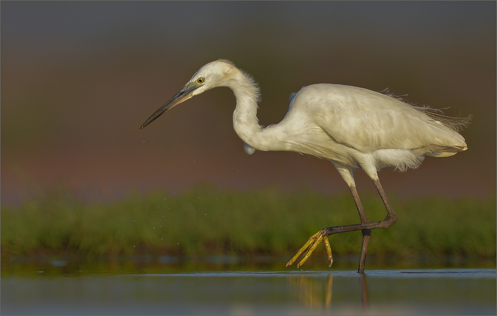 Best Bethal member - Open Colour - LITTLE EGRET HUNTING - Leon enter