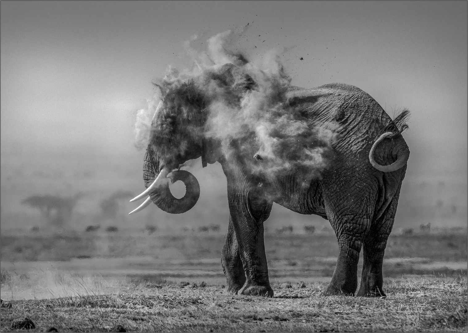 Best Bethal member - Open Mono - Stof blaas - Bernie van der Vyver