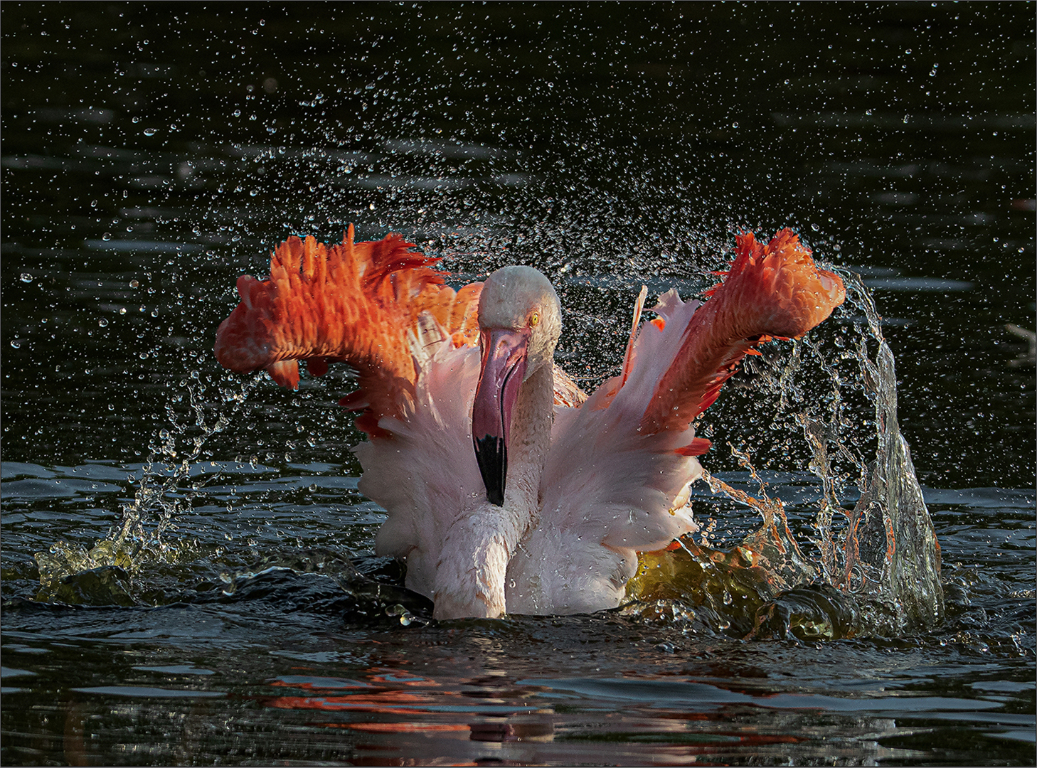 Best Bethal member - Wild Birds - Bad dat die water spat - Danika Pentz