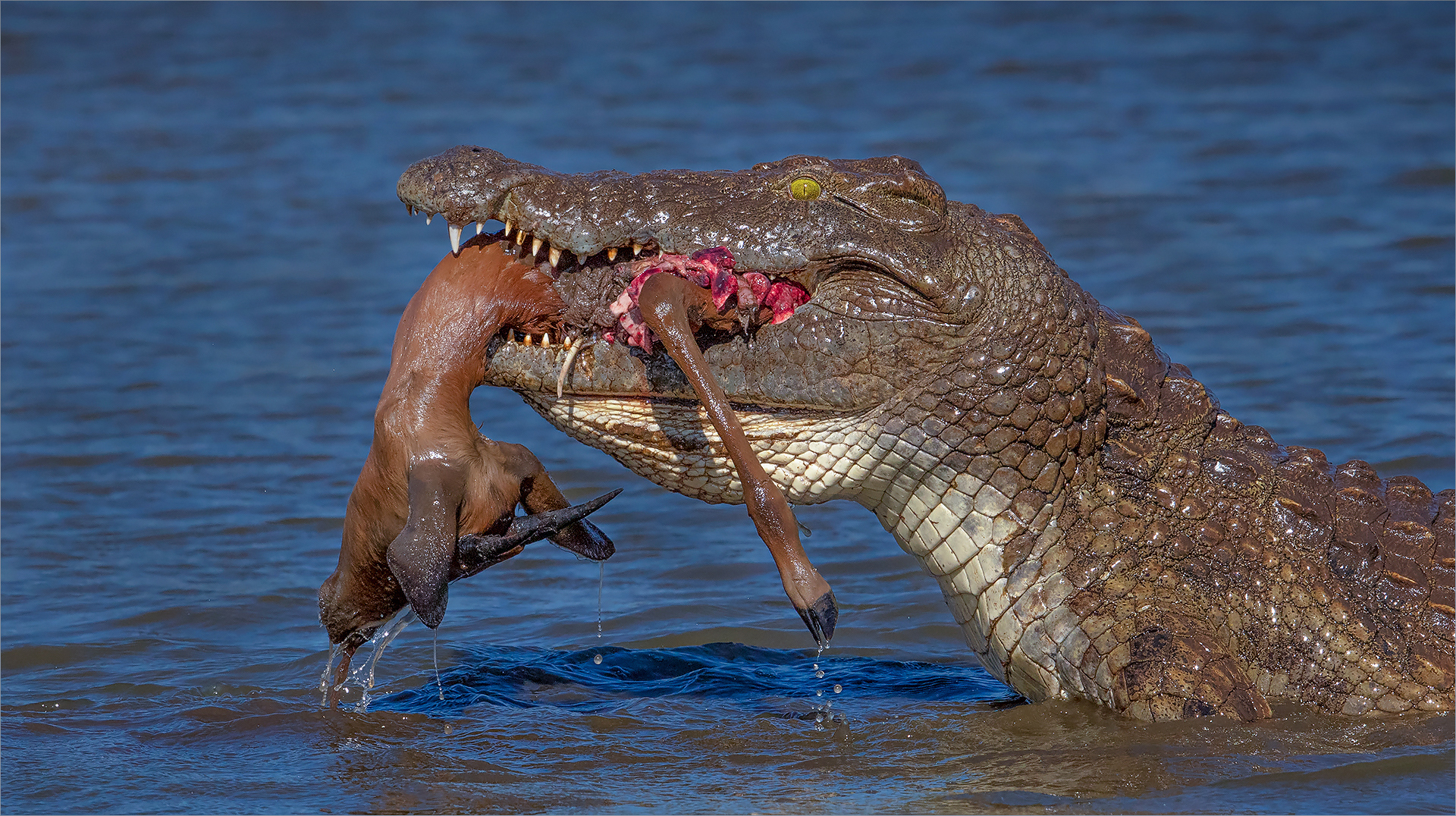 Best Bethal member - Wildlife Colour - hap vir hap - Jannes Drotsky